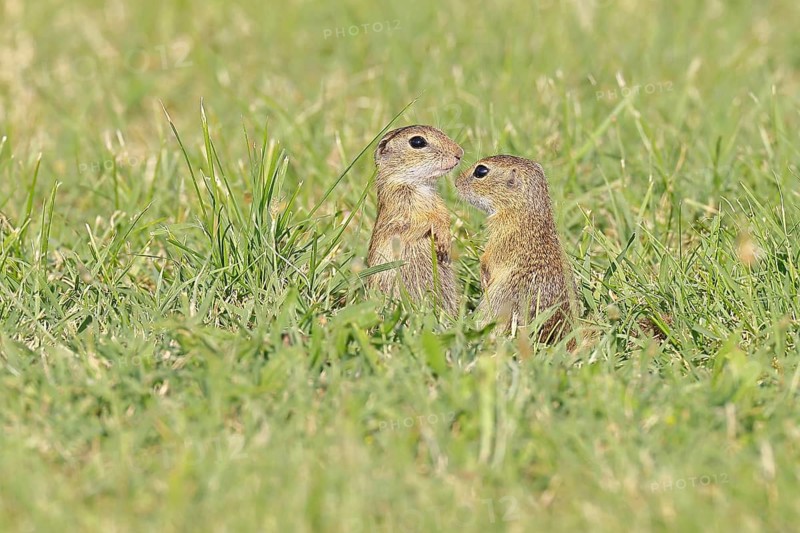 European ground squirrel (Spermophilus citellus) two young animals playing in a meadow, Burgenland Austria