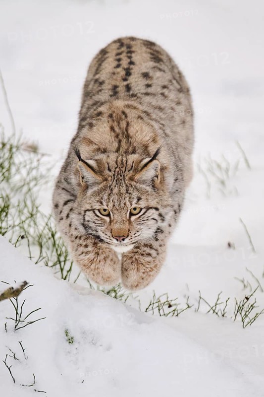 Eurasian lynx (Lynx lynx) running in a snowy forest in winter, Bavaria, Germany