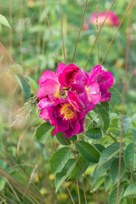 Ground cover rose (Rosa WEG DER SINNE), Federal Garden Show 2019, Germany