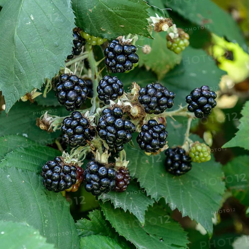 Blackberry (Rubus fruticosus 'Theodor Reimers'),  Germany