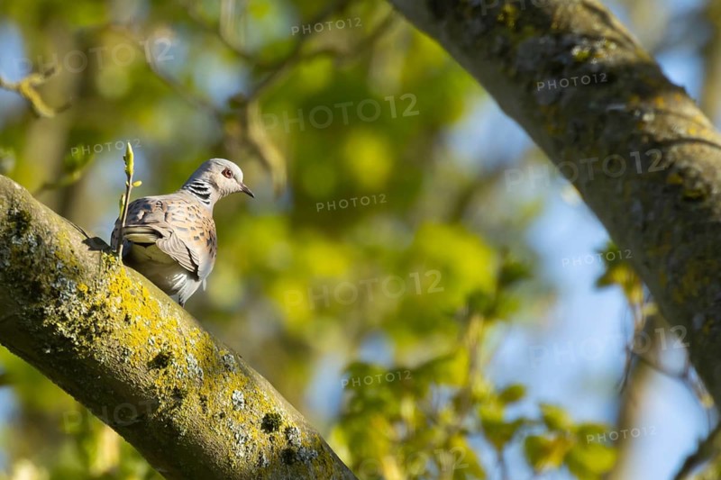 Turtle dove (Streptopelia turtur) adult bird on a tree branch in spring, England, United Kingdom