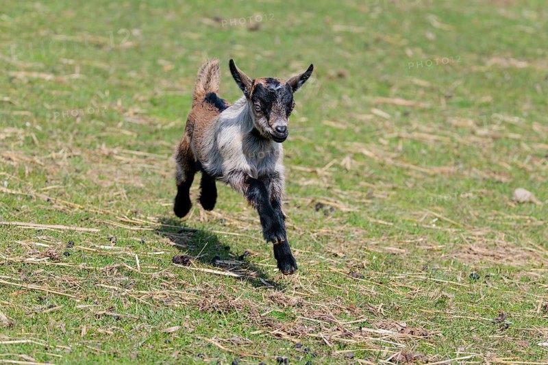 A young pygmy goat (Capra hircus) runs across a green meadow on a sunny day. Austria