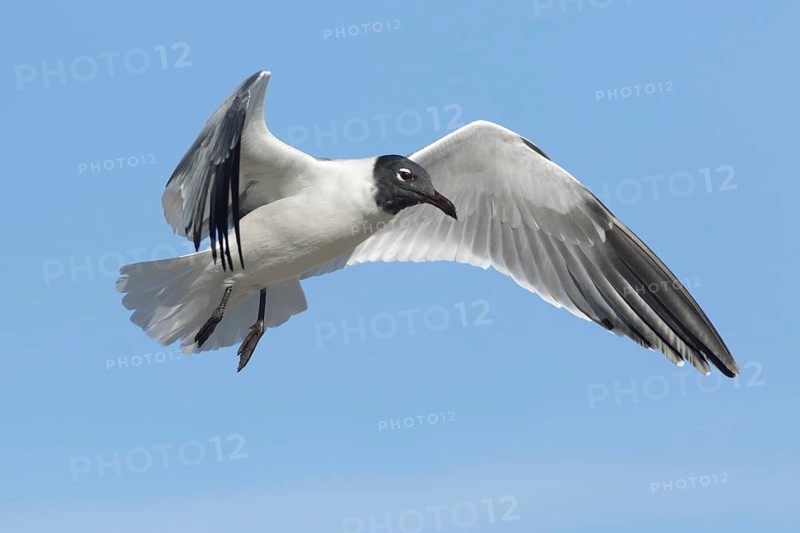 Laughing Gull (Leucophaeus atricilla) flying, South Australia, Australia