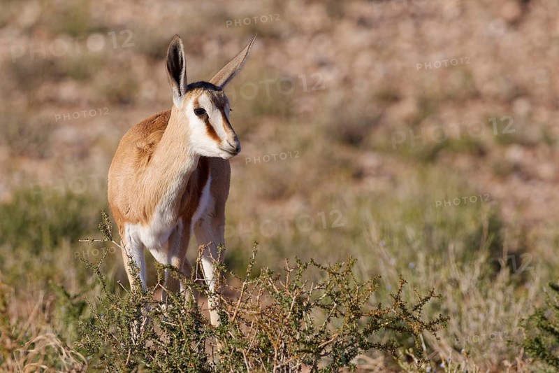 Springbok (Antidorcas marsupialis), young animal, foraging for food, facing camera, golden morning light, Kgalagadi Transfrontier Park, Northern Cape, South Africa