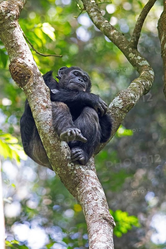 Common chimpanzee (Pan troglodytes) on a tree in the mountain rainforest, Nyungwe National Park, Unesco World Heritage Site, Rwanda