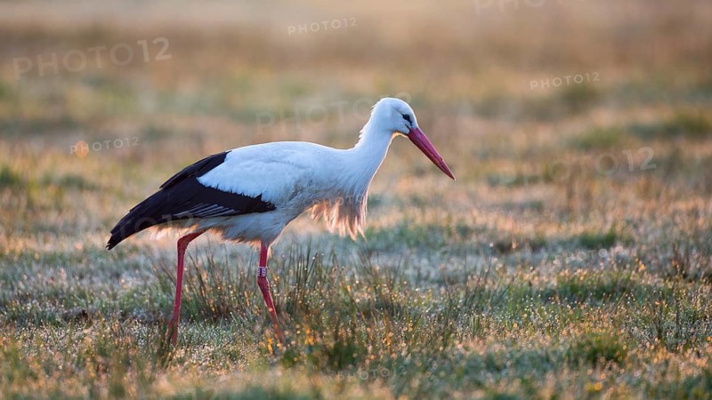 White Stork (Ciconia ciconia) foraging, Mecklenburg-Western Pomerania, Germany
