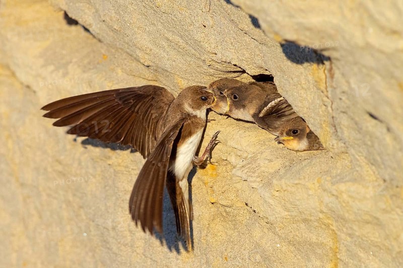 Sand martin, sand martins, (Riparia riparia) animals, birds, swallows, feeding. of young birds, nest, Speyer, Rhineland-Palatinate, Federal Republic of Germany