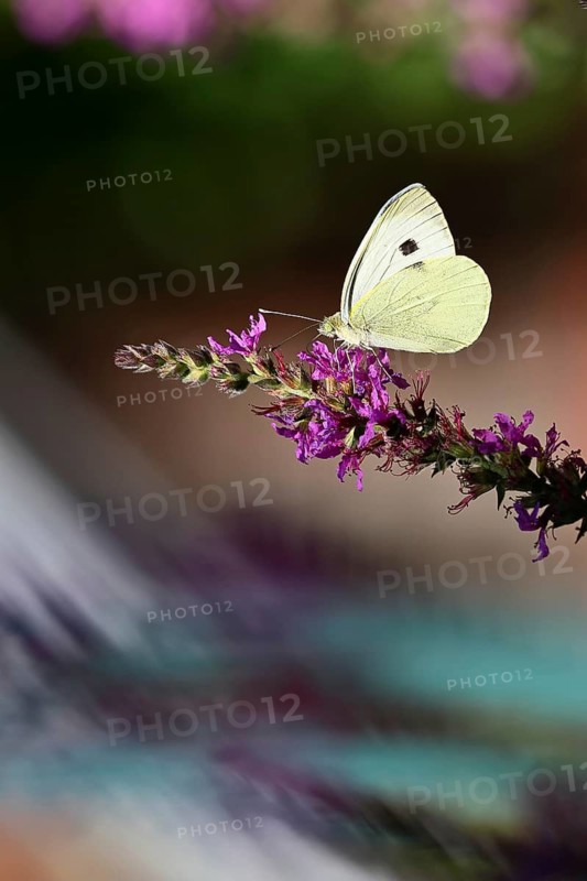 A Cabbage butterfly (Pieris brassicae) sucking nectar on the flower of the purple loosestrife (Lythrum salicaria), in a natural environment in the wild, nice bokeh in the background, Wildlife, Insects, Butterflies, Butterflies, Wilnsdorf, North Rhine-Westphalia, Germany