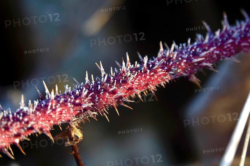 Hoarfrost in a garden in the morning, winter, Germany