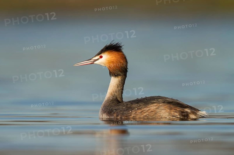 Great Crested Grebe (Podiceps cristatus), Utrecht, Netherlands