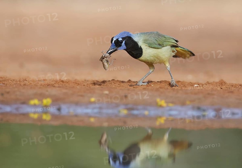 Green Jay (Cyanocorax luxuosus) with insect in its beak, Texas, USA