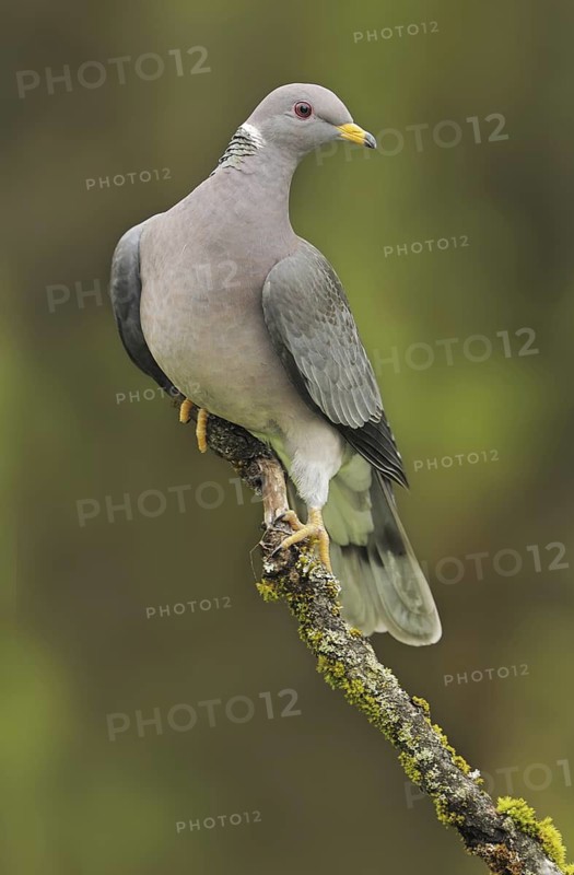 Band-tailed Pigeon (Patagioenas fasciata), British Columbia, Canada