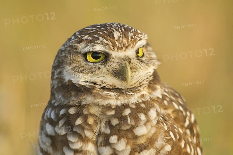 Burrowing Owl (Athene cunicularia), Florida, USA