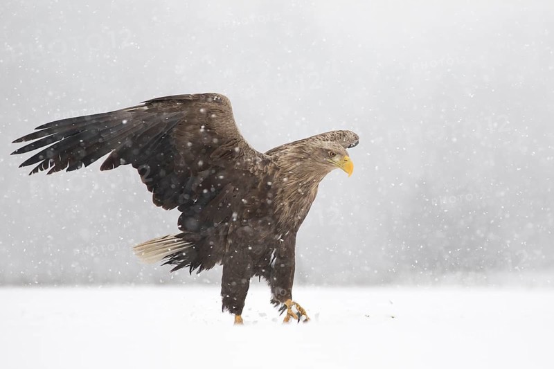White-tailed Eagle (Haliaeetus albicilla) walking on snow, Subotica, Hungary