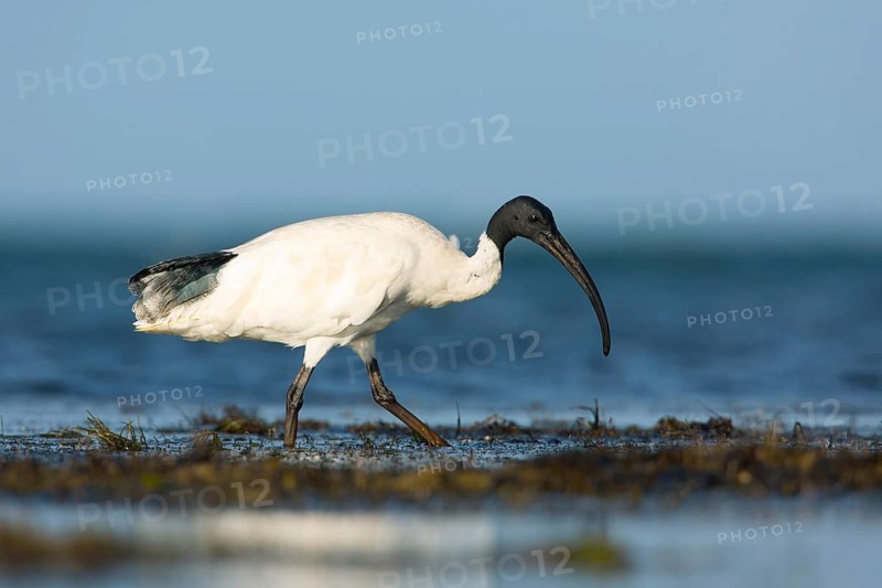 Australian White Ibis (Threskiornis molucca) foraging, Victoria, Australia