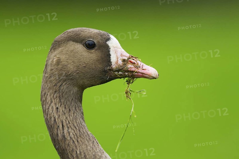 Greater White-fronted Goose (Anser albifrons), Schleswig-Holstein, Germany