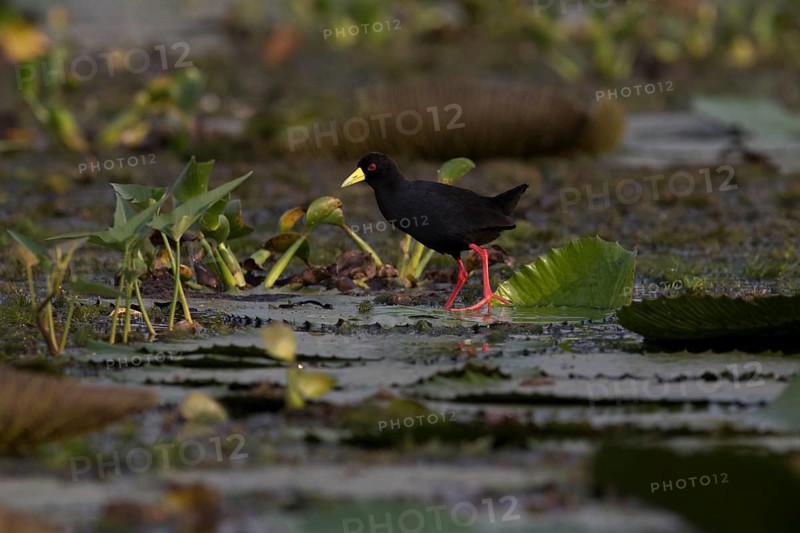 Black Crake (Amaurornis flavirostra) foraging, Semuliki National Park, Uganda