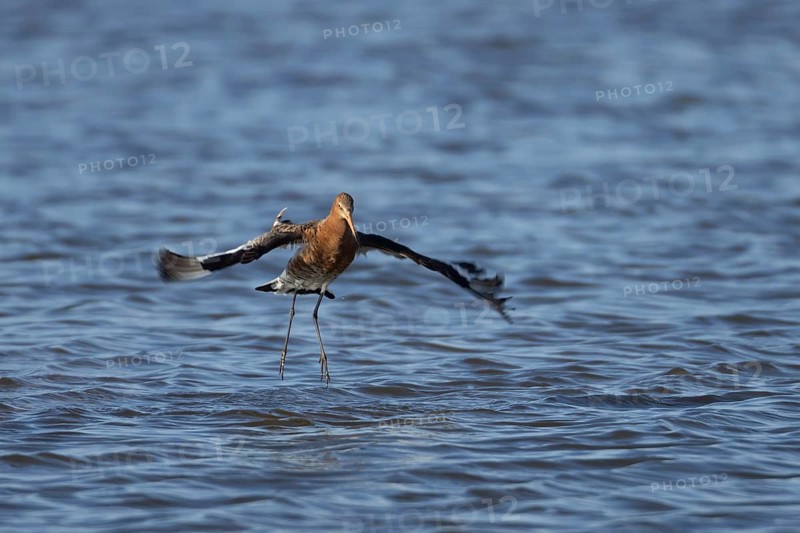 Black tailed godwit (Limosa limosa) adult male wading bird in summer plumage flying landing in a shallow lagoon, Norfolk, England, United Kingdom