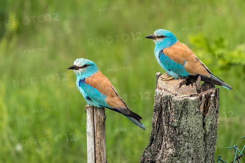 European Roller (Coracias garrulus), Subotica, Serbia