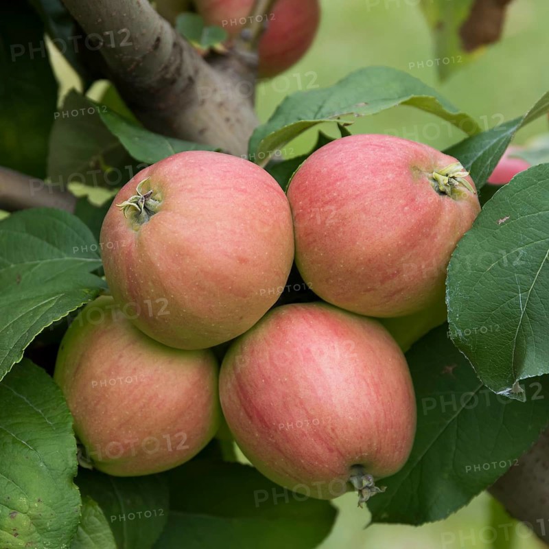 Apple (Malus domestica 'Rheinische Schafsnase'),  Germany