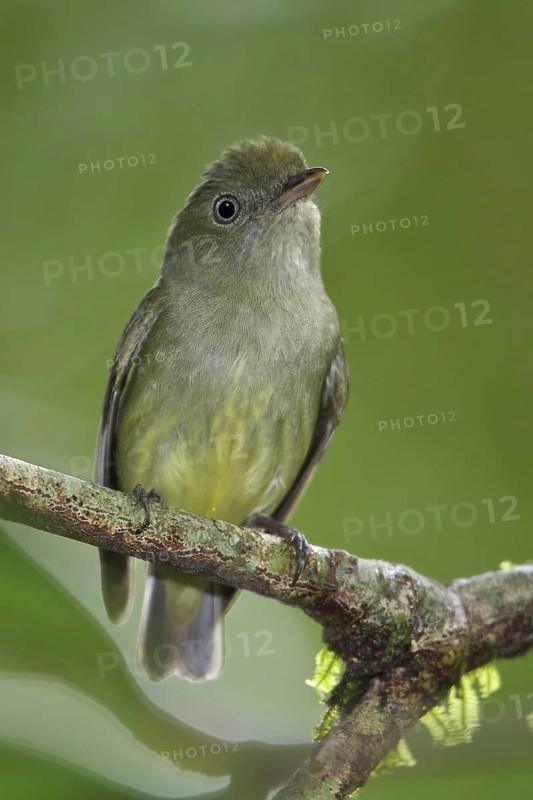 Dwarf Tyrant-Manakin (Tyranneutes stolzmanni), Manu National Park, Peru