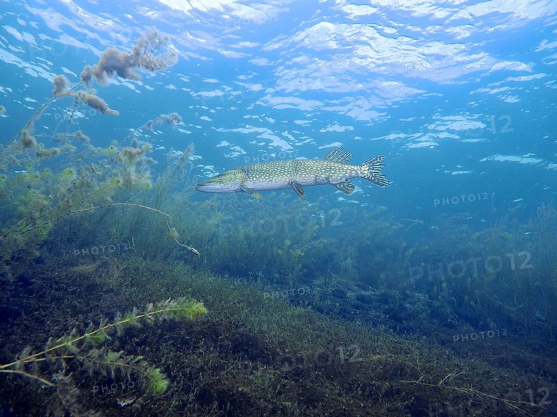 A pike (Esox lucius) in its natural habitat below the water surface. Dive site car park Post, Überlingen, Lake Constance, Germany