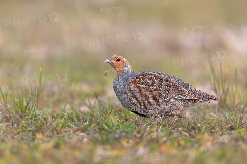 A grey partridge (Perdix perdix) cock looking for food, Denmark