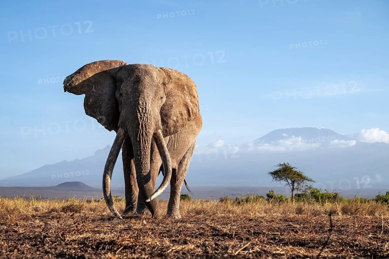 African elephant (Loxodonta africana) in picturesque landscape with the summit of Mount Kilimanjaro, the famous Super Tusker elephant Craig, old male with long tusks, in atmospheric evening light, Kajiado County, Kenya