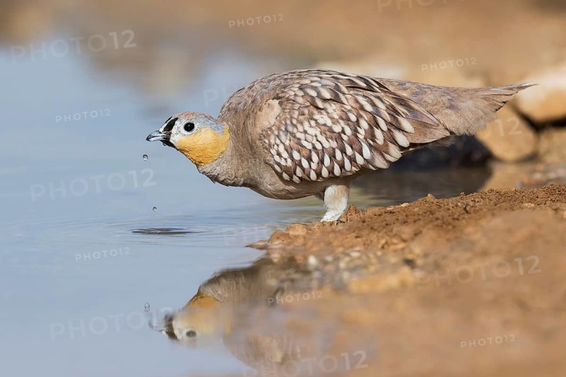 Crowned Sandgrouse (Pterocles coronatus) male drinking, Negev, Israel
