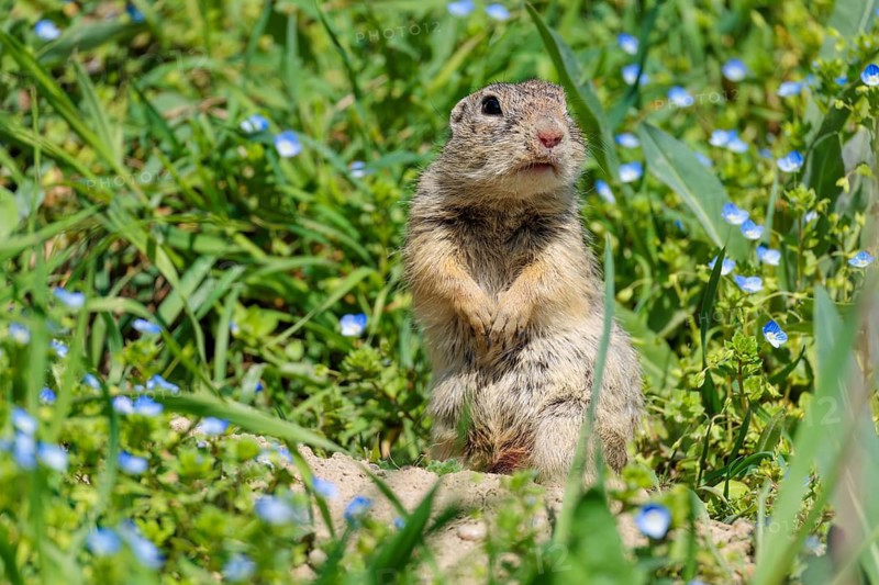 A fully grown ground squirrel (Spermophilus citellus) sits in a green meadow on a sunny day, intently observing its surroundings. Austria