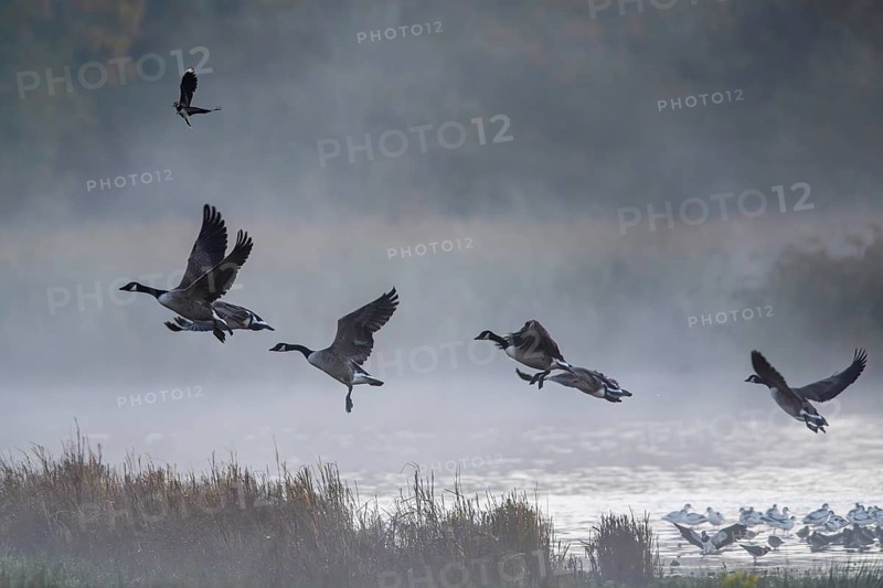 Canada Goose, Branta Canadensis, birds in flight over marshes, Devon, England, United Kingdom
