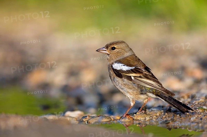 Chaffinch, (Fringilla coelebs), foraging, biotope, Wadi Darbat, Salalah, Greece, Oman