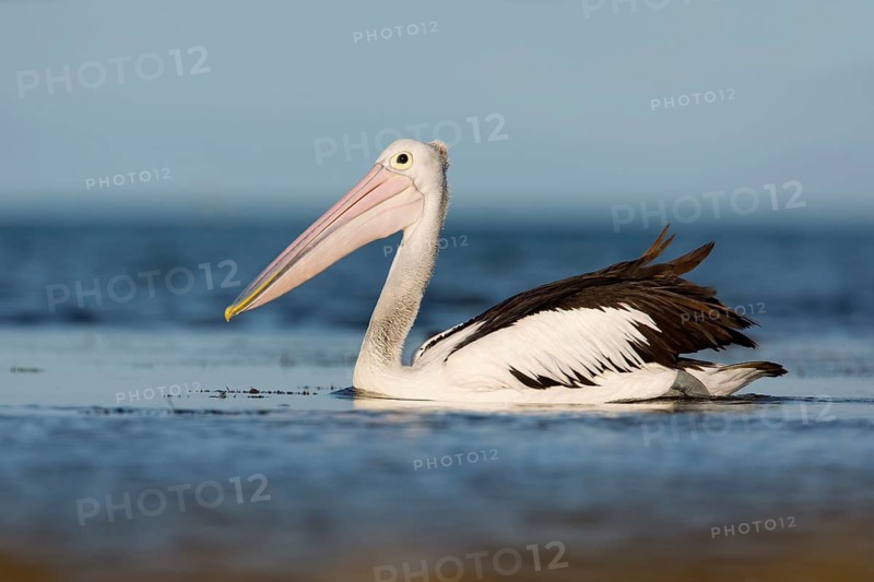 Australian Pelican (Pelecanus conspicillatus), Victoria, Australia