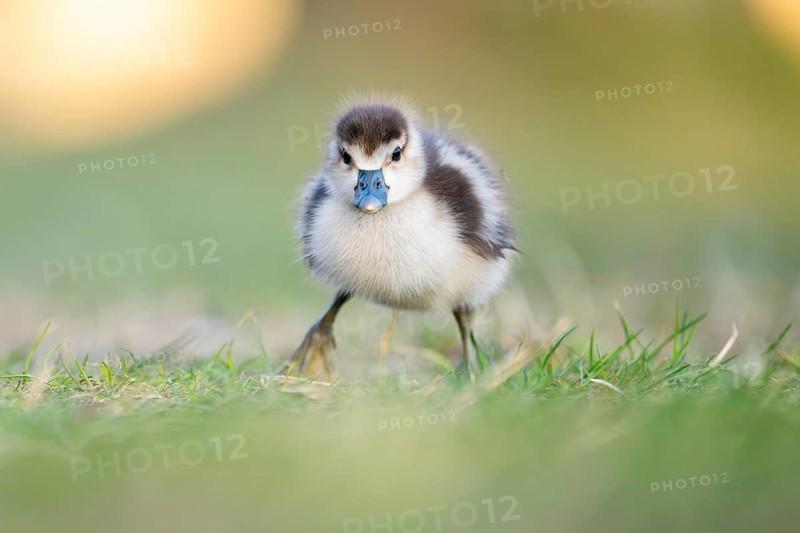Egyptian goose (Alopochen aegyptiaca) cute chick on a meadow at the shore of a lake, Bavaria, Germany