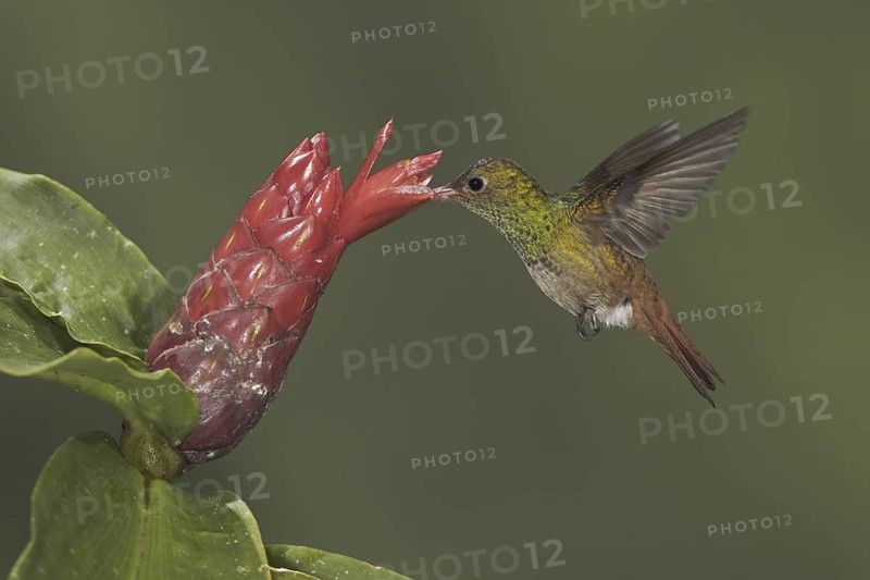 Rufous-tailed Hummingbird (Amazilia tzacatl), Ecuador