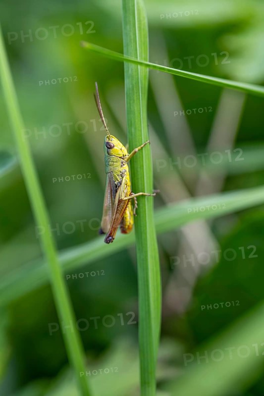 Great green bush cricket (locusta), grasshopper, on a blade of grass in a meadow, Tyrol, Austria