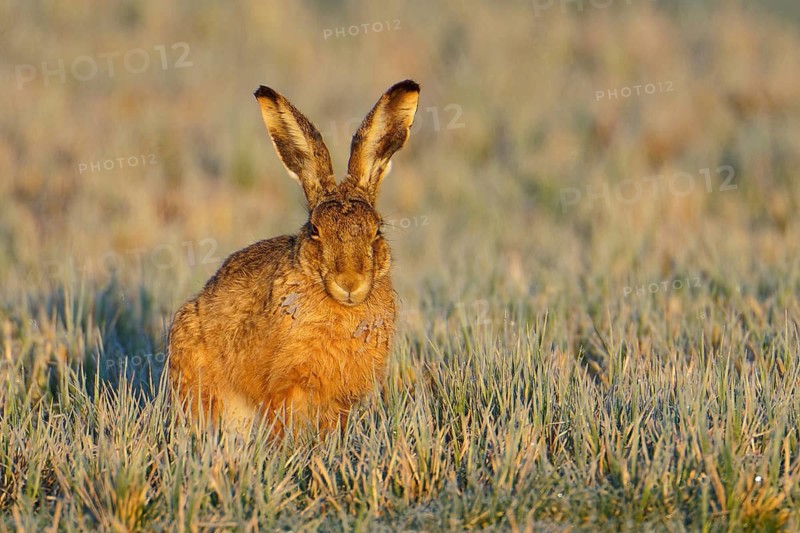 European hare (Lepus europaeus) with icebeard on a hoarfrost-covered meadow, Lake Dümmer, Germany