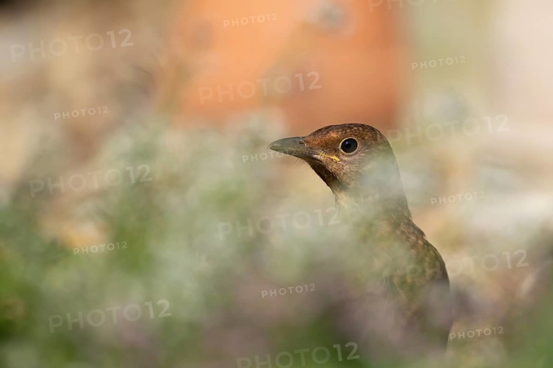 European blackbird (Turdus merula) adult female garden bird head portrait, Suffolk, England, United Kingdom
