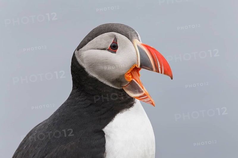 Atlantic Puffin (Fratercula arctica), Iceland