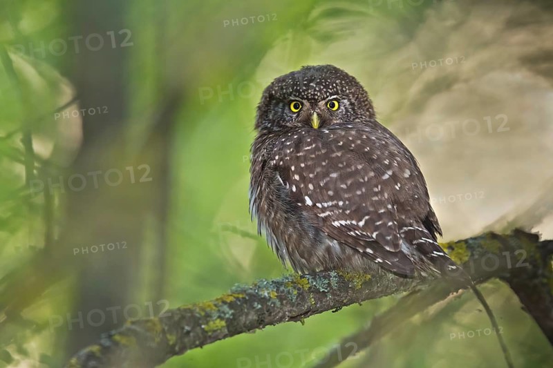 Eurasian Pygmy Owl (Glaucidium passerinum) perched on a branch, Bavaria, Germany