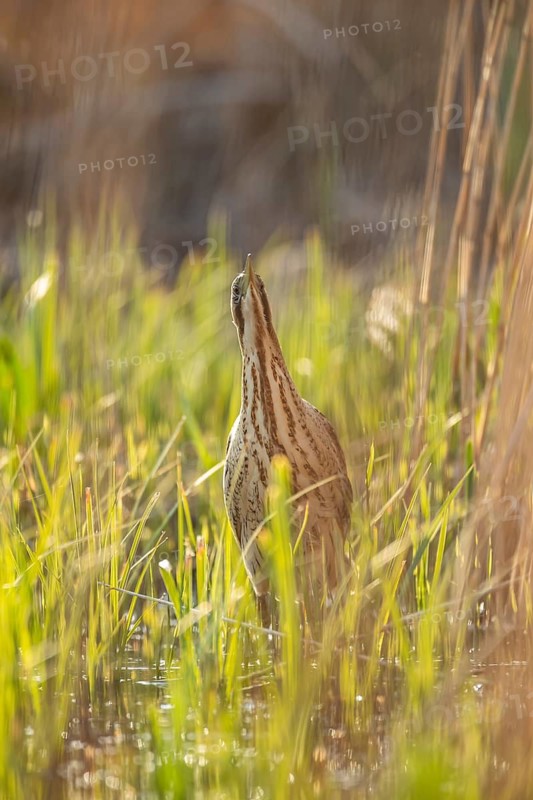 Great or Eurasian bittern (Botaurus stellaris) adult bird in a reedbed in spring, RSPB Minsmere nature reserve, Suffolk, England, United Kingdom