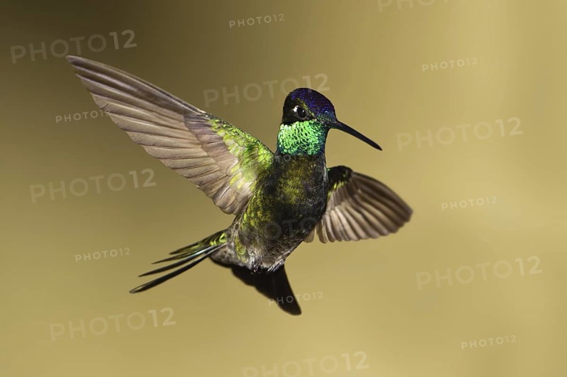 Rivoli's Hummingbird (Eugenes fulgens), Arizona, USA
