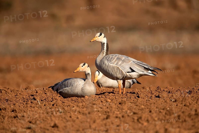 Bar-headed Goose (Anser indicus), Yunnan, China