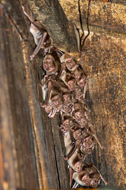 Common vampire bat (Desmodus rotundus) Pantanal Brazil