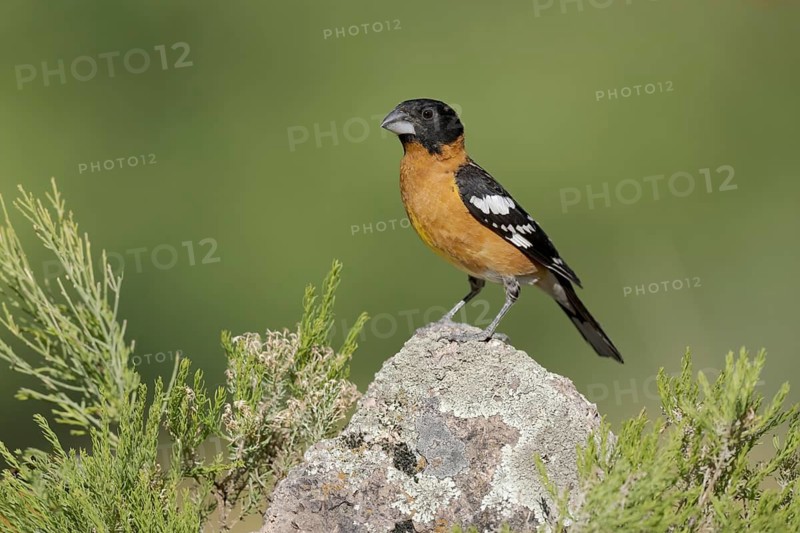 Black-headed Grosbeak (Pheucticus melanocephalus) male perched on a rock, Arizona, USA