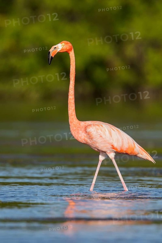 American flamingo (Phoenicopterus ruber) feeding in a lagoon in Cuba