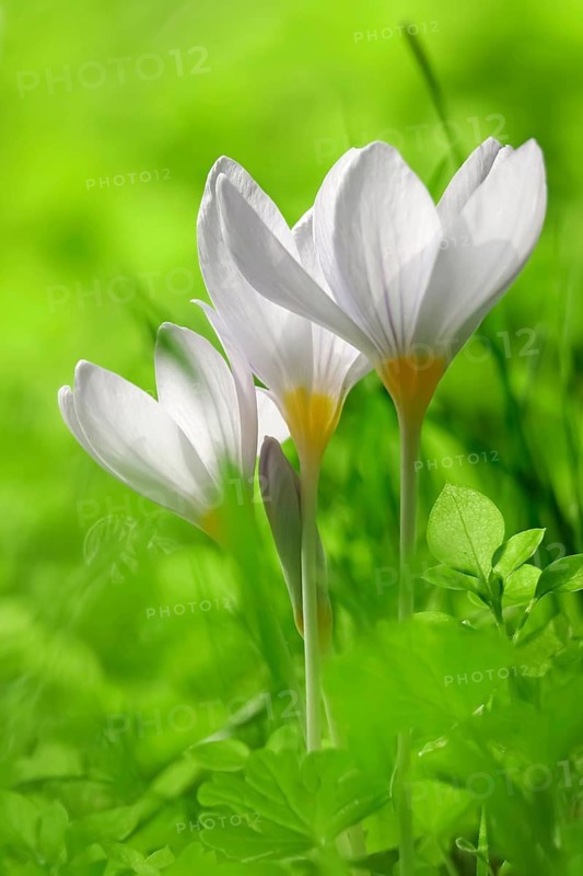 Autumn crocus (Colchium speciosum), September, Saxony, Germany