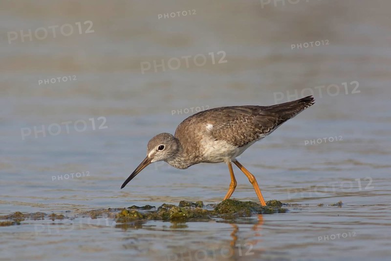 Common Redshank (Tringa totanus) foraging, Oman