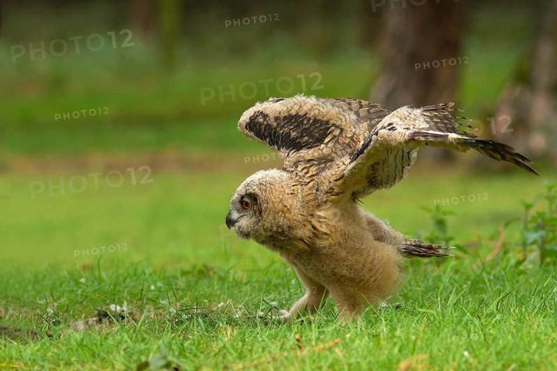 Eurasian Eagle-Owl (Bubo bubo) juvenile, Utrecht, Netherlands
