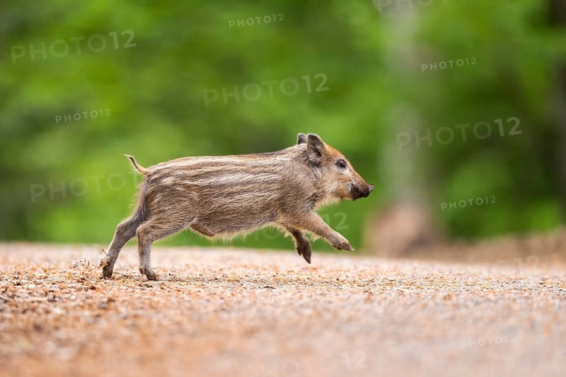 Wild boar (Sus scrofa) piglet running in a forest, Bavaria, Germany